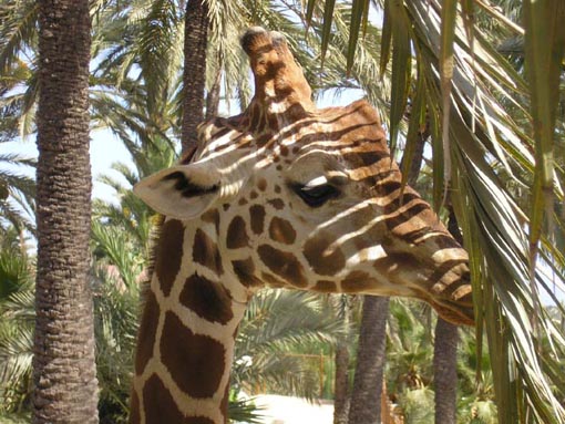 Giraffe Picture